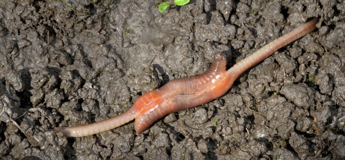 Worms breeding